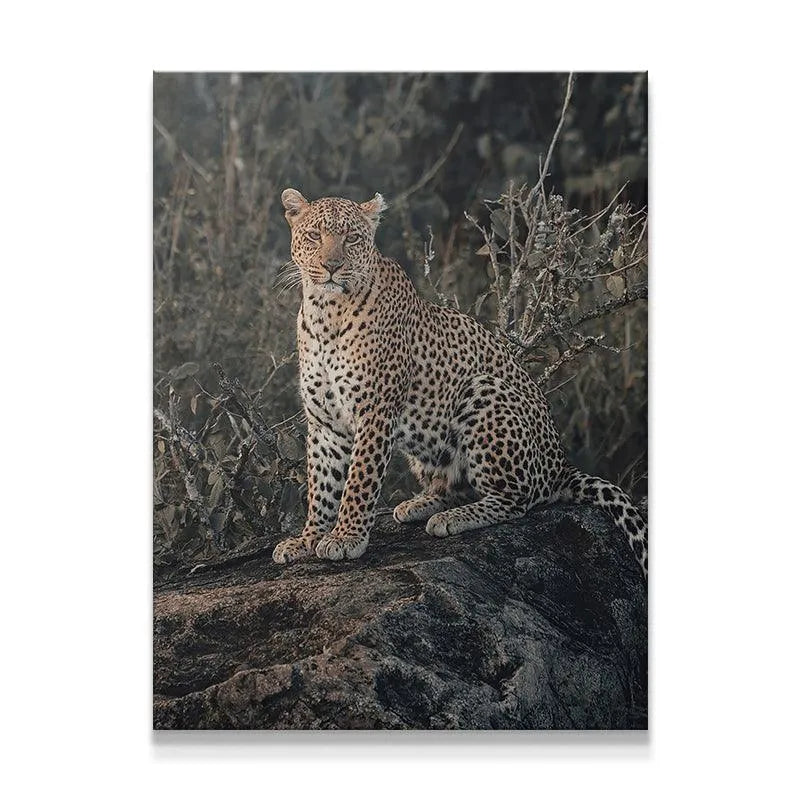 Close-up of 'The Leader' leopard's focused gaze and intense yellow eyes in the African bush.